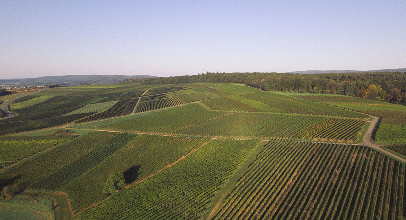 Weingut Lindenhof Windesheim · Lagen · Windesheimer Rosenberg