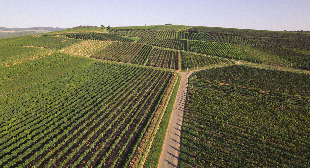 Weingut Lindenhof Windesheim · Lagen · Windesheimer Saukopf