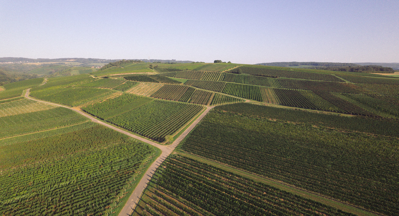 Weingut Lindenhof Windesheim · Lagen · Windesheimer Saukopf