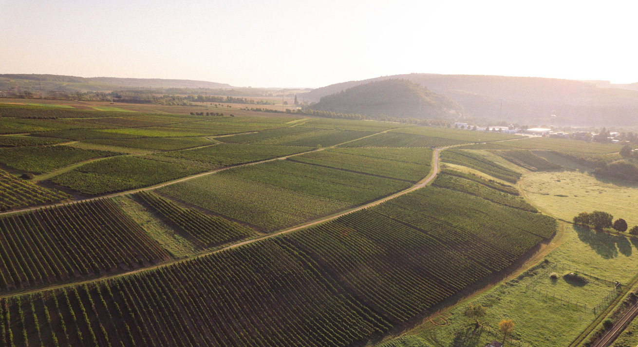 Weingut Lindenhof Windesheim · Lagen · Windesheimer Sonnenmorgen