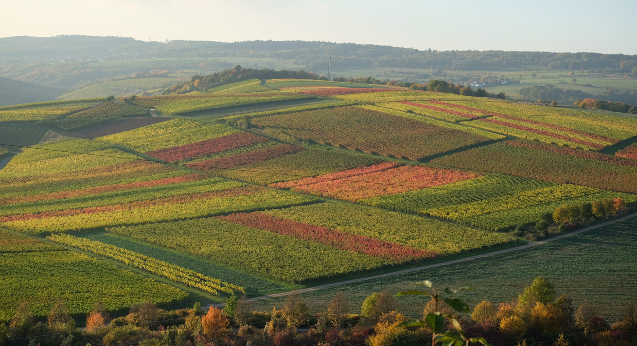 Weingut Lindenhof Windesheim · Lagen · Windesheimer Sonnenmorgen