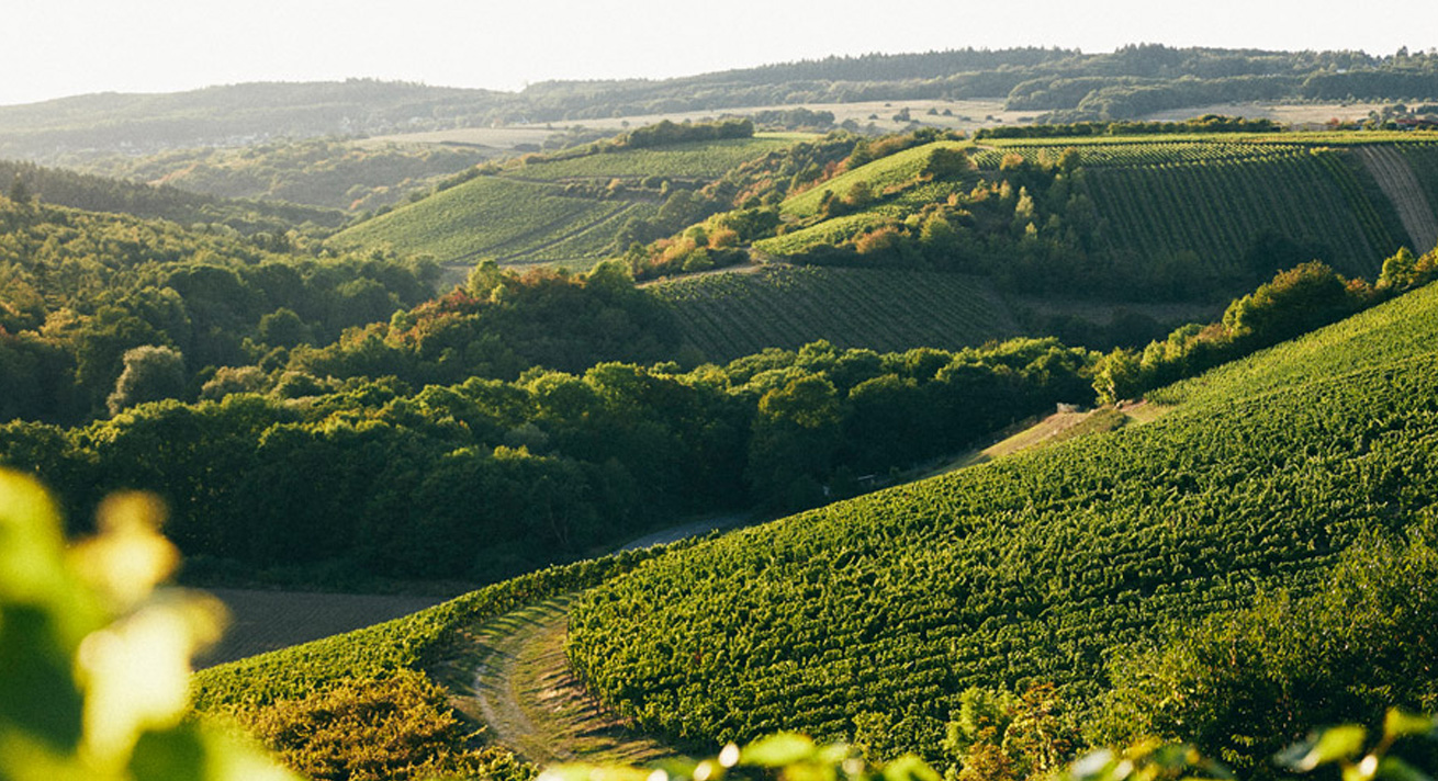 Weingut Lindenhof Windesheim · Lagen · Schweppenhäuser Steyerberg